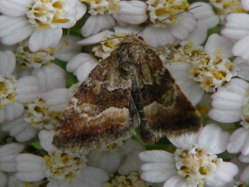 Noctuidae? - Si, Photedes captiuncula